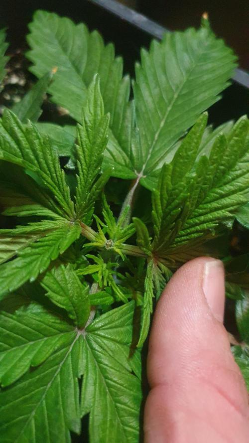 Jelly Donutz Auto Humboldt. Week 3