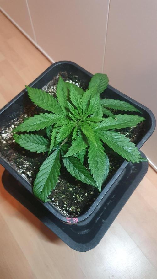Jelly Donutz Auto Humboldt. Week 3