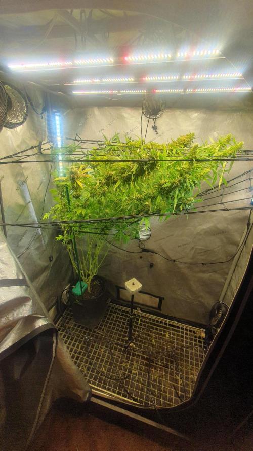 Monster Maker Sweet Seeds. Week 14