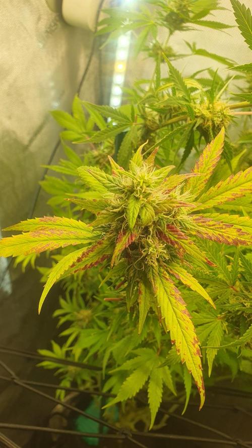 Monster Maker Sweet Seeds. Week 14