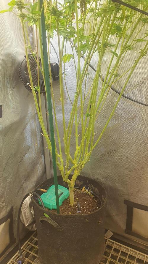 Monster Maker Sweet Seeds. Week 14