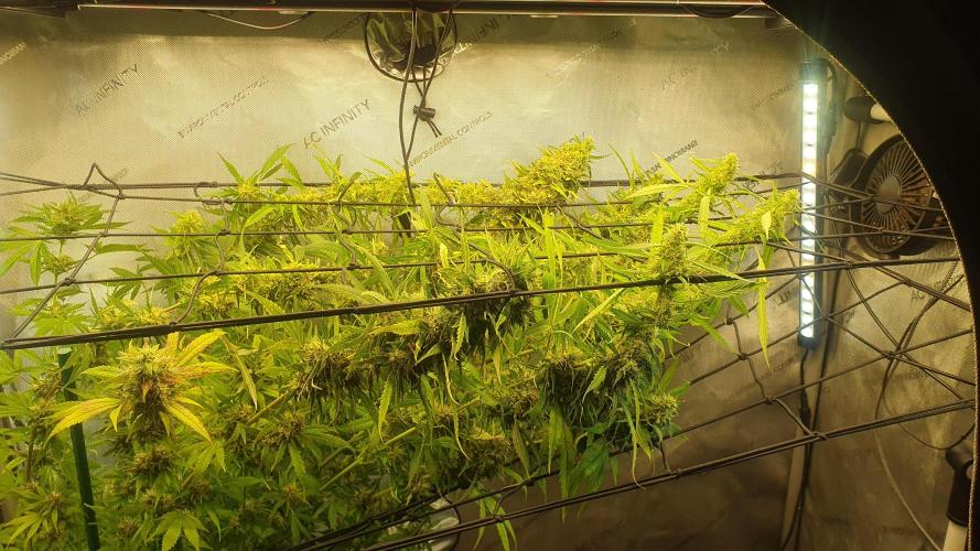 Monster Maker Sweet Seeds. Week 14