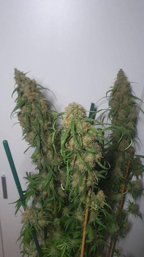 Super Boof Zamnesia. Week 13