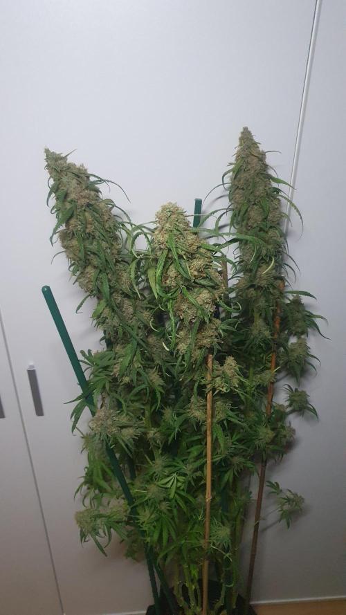 Super Boof Zamnesia. Week 13