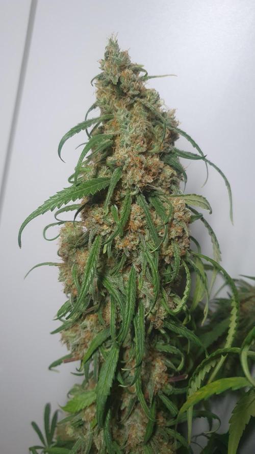 Super Boof Zamnesia. Week 13