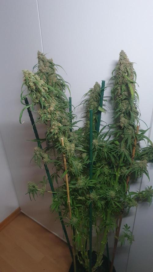 Super Boof Zamnesia. Week 13