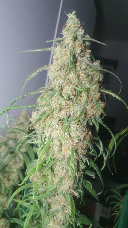 Super Boof Zamnesia. Week 13