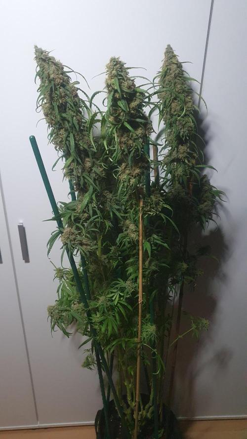 Super Boof Zamnesia. Week 13