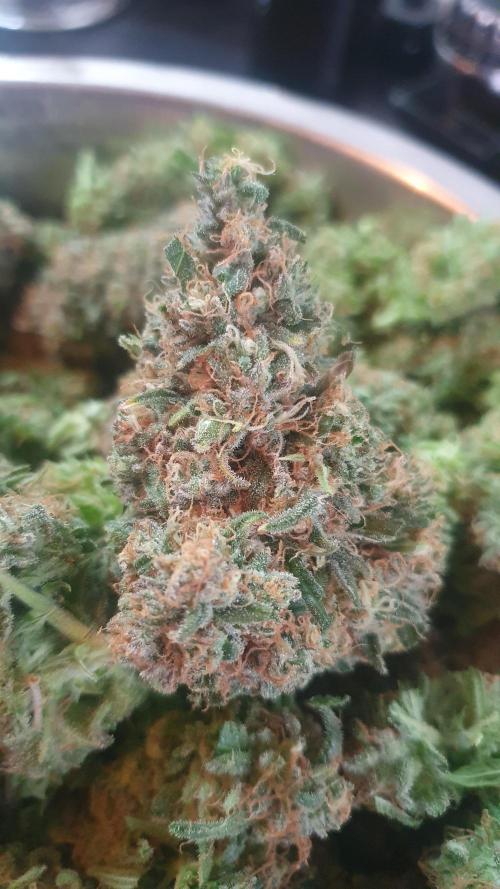 Super Boof Zamnesia. Week 14