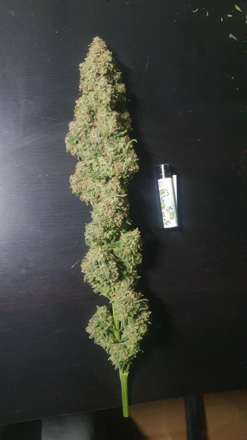 Super Boof Zamnesia. Week 14