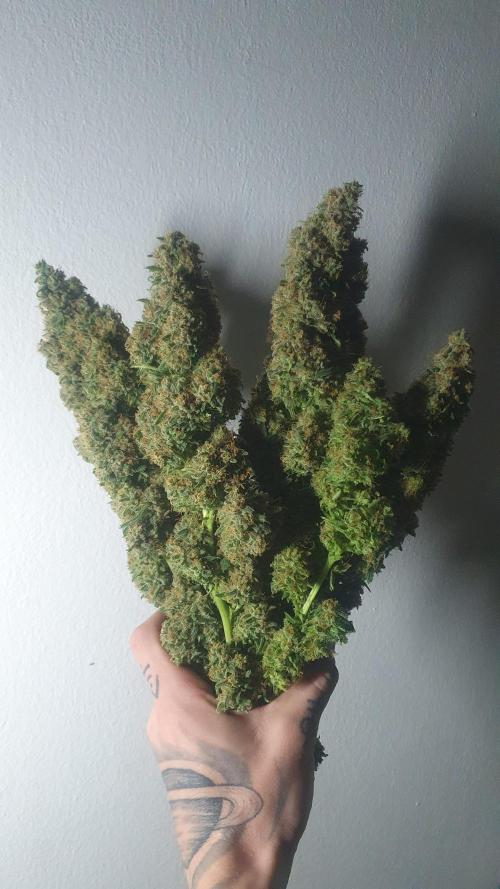 Super Boof Zamnesia. Week 14