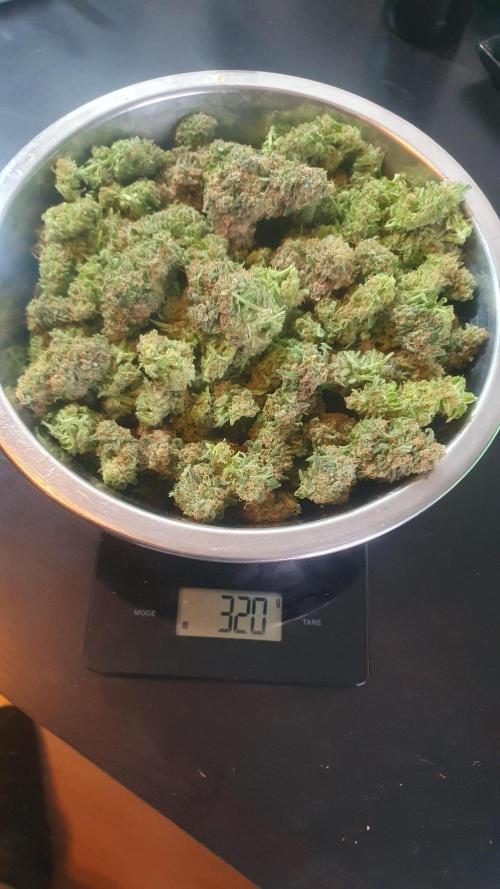 Super Boof Zamnesia. Week 14