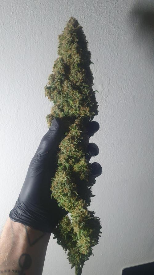 Super Boof Zamnesia. Week 14