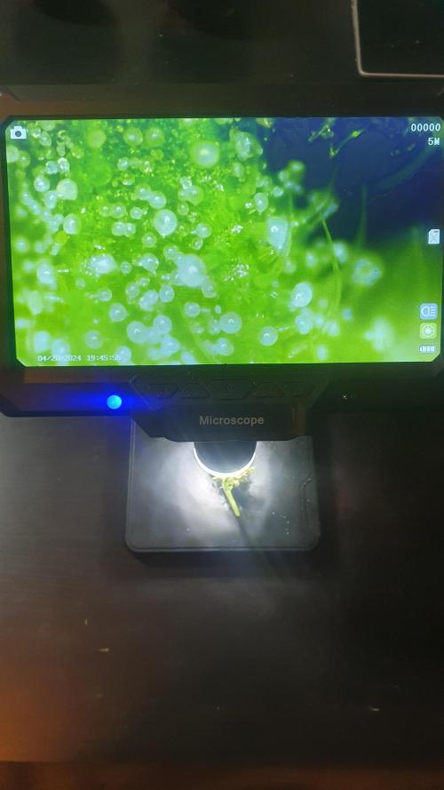 Super Boof Zamnesia. Week 14