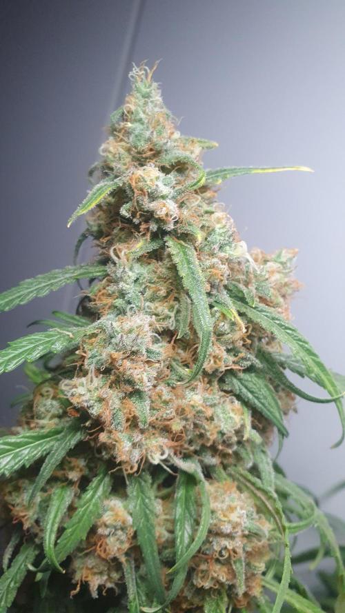 Super Boof Zamnesia. Week 14