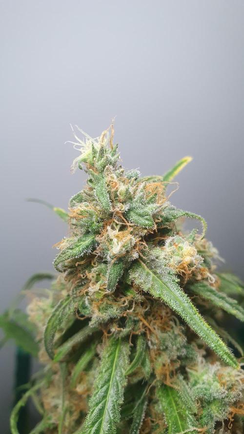 Super Boof Zamnesia. Week 14