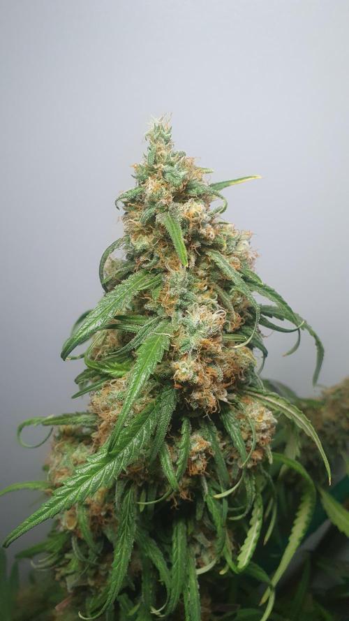 Super Boof Zamnesia. Week 14