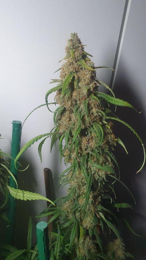 Super Boof Zamnesia. Week 14