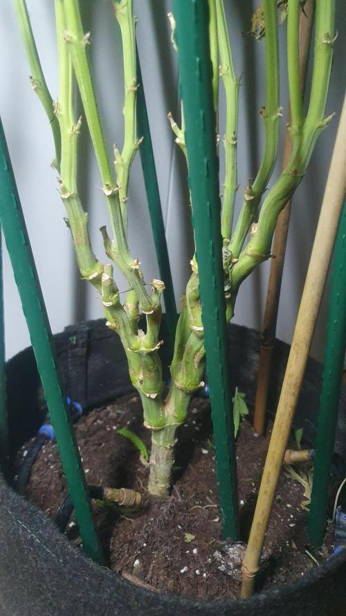 Super Boof Zamnesia. Week 14