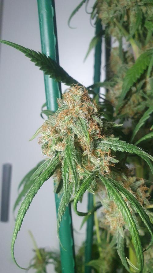 Super Boof Zamnesia. Week 14