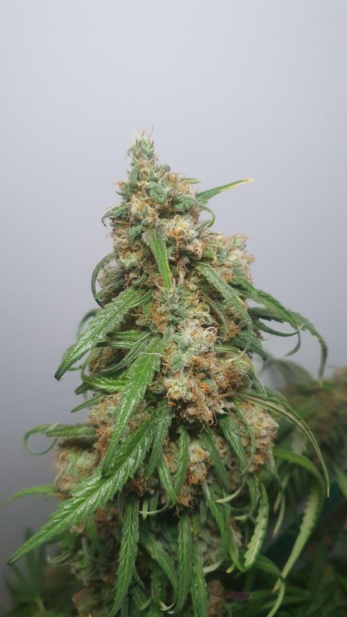 Super Boof Zamnesia. Week 14