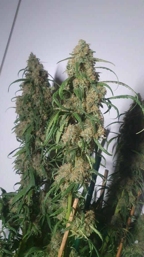 Super Boof Zamnesia. Week 14