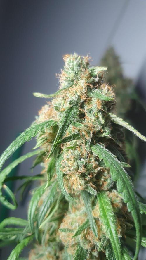 Super Boof Zamnesia. Week 14