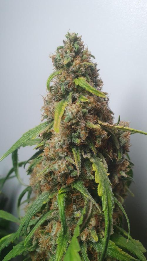 Super Boof Zamnesia. Week 14