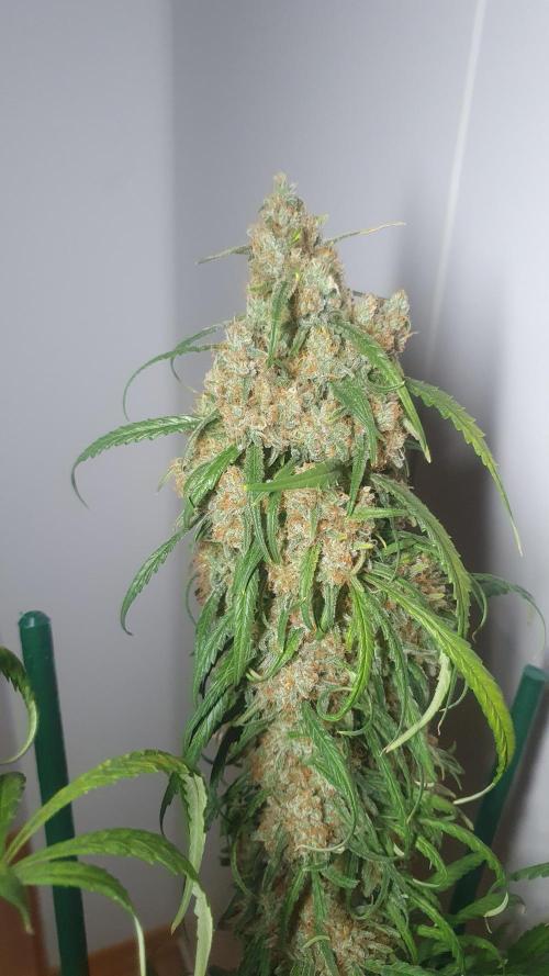 Super Boof Zamnesia. Week 14