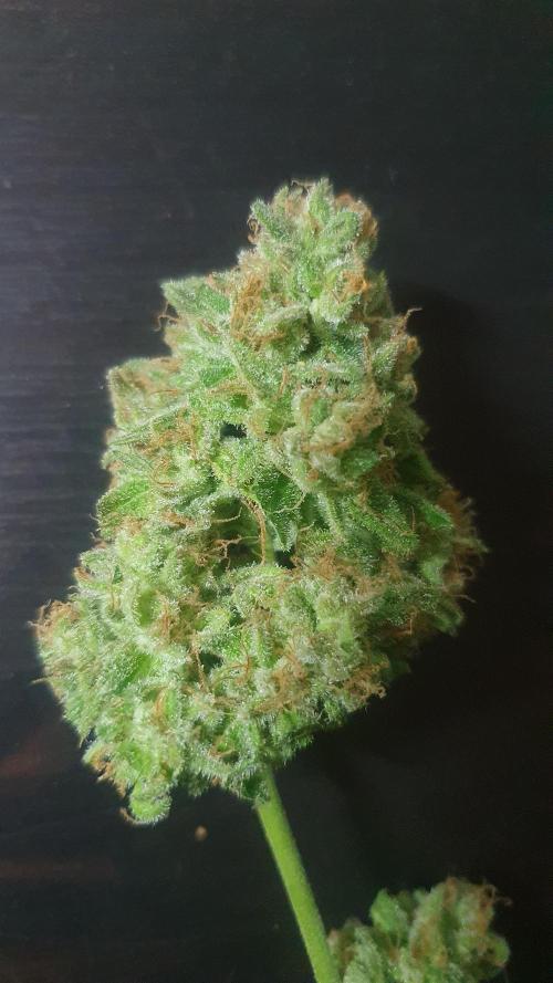 Super Boof Zamnesia. Week 14