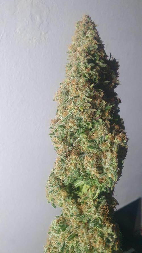 Super Boof Zamnesia. Week 14