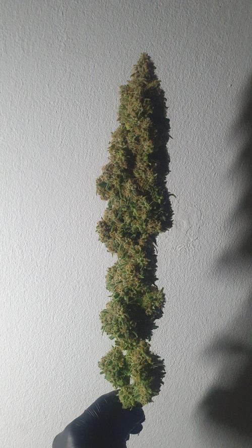 Super Boof Zamnesia. Week 14