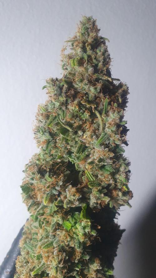 Super Boof Zamnesia. Week 14