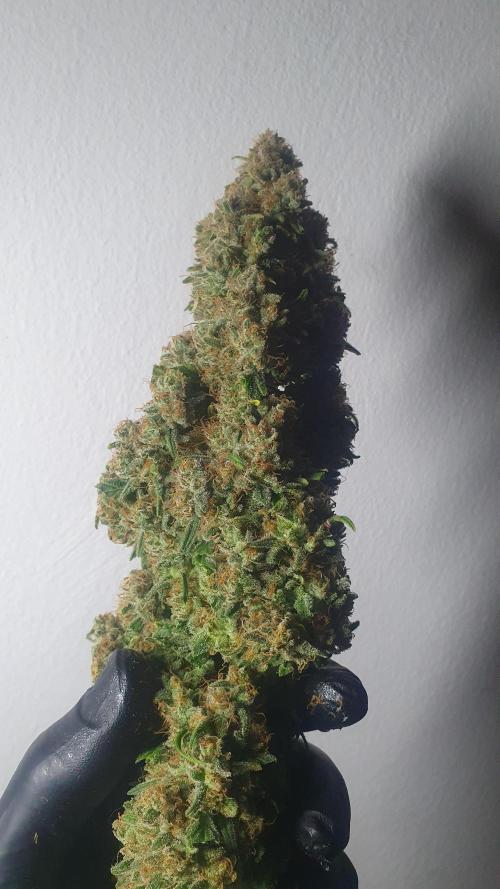 Super Boof Zamnesia. Week 14