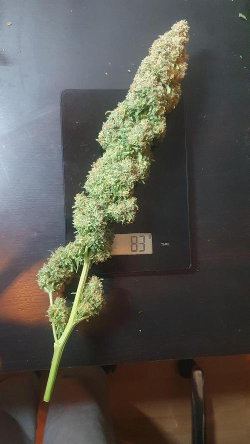 Super Boof Zamnesia. Week 14