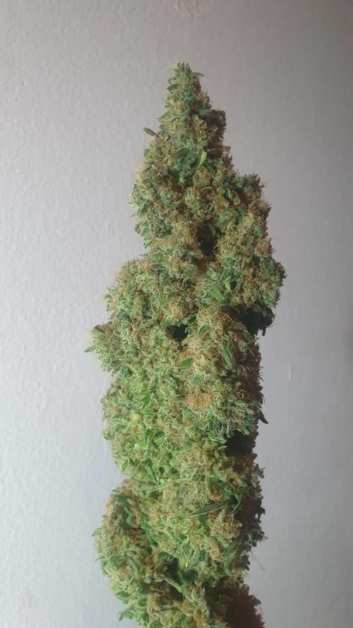 Super Boof Zamnesia. Week 14