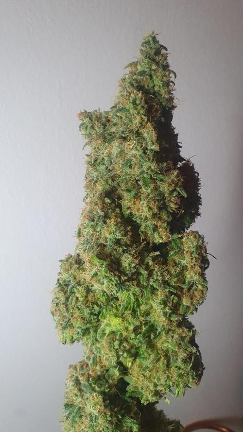 Super Boof Zamnesia. Week 14