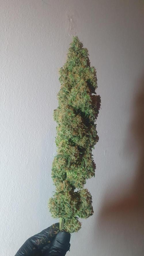 Super Boof Zamnesia. Week 14