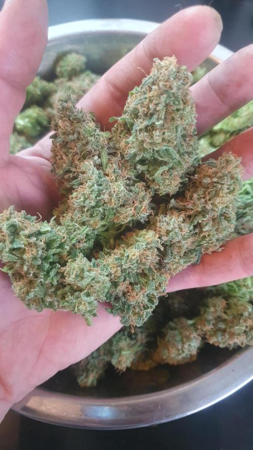 Super Boof Zamnesia. Week 14