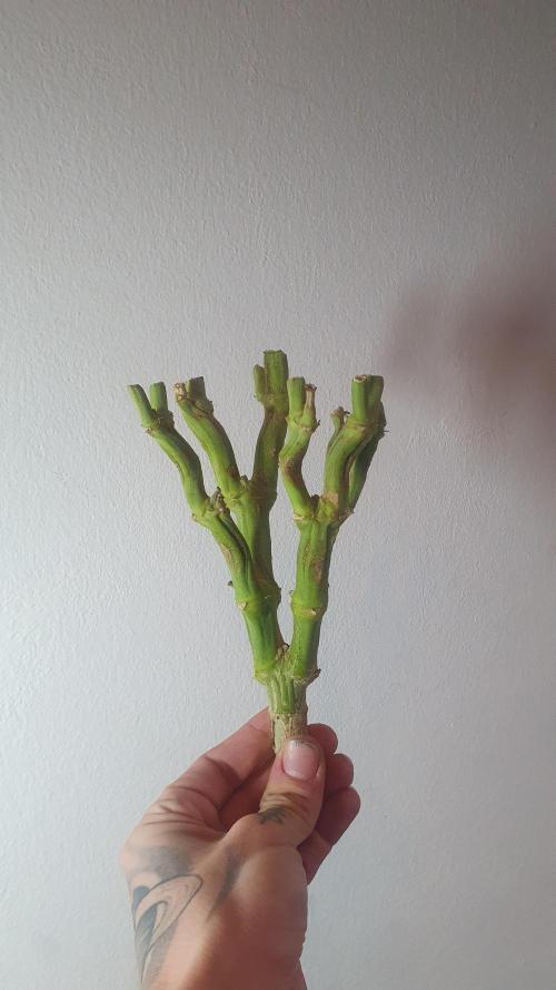 Super Boof Zamnesia. Week 14