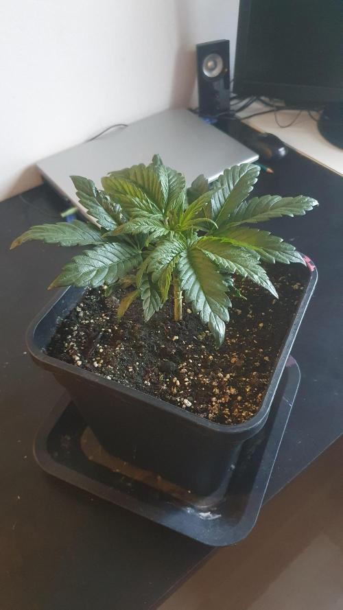 Tropicana Cookies Auto Zamnesia. Week 3