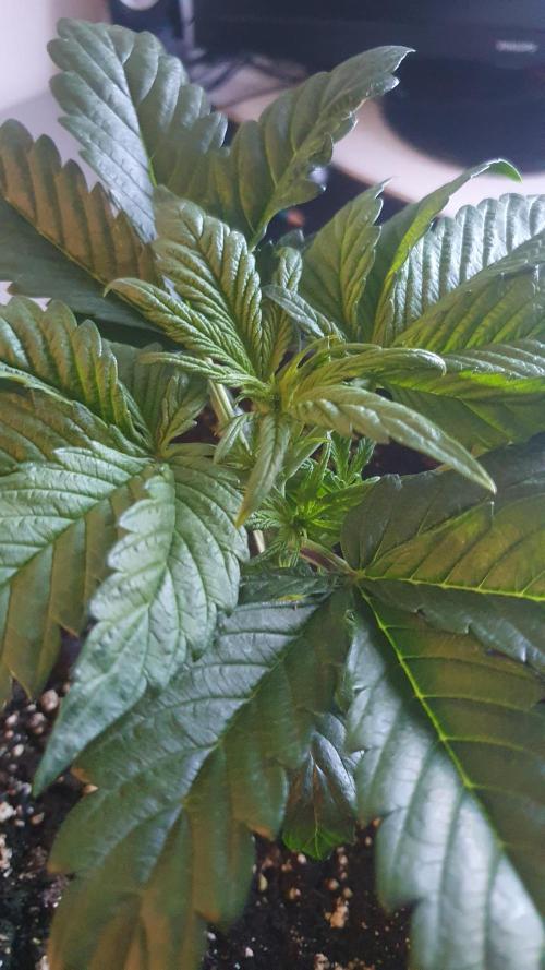 Tropicana Cookies Auto Zamnesia. Week 3