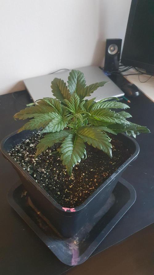 Tropicana Cookies Auto Zamnesia. Week 3