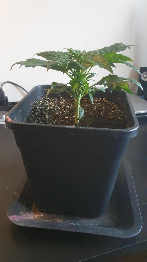 Tropicana Cookies Auto Zamnesia. Week 3