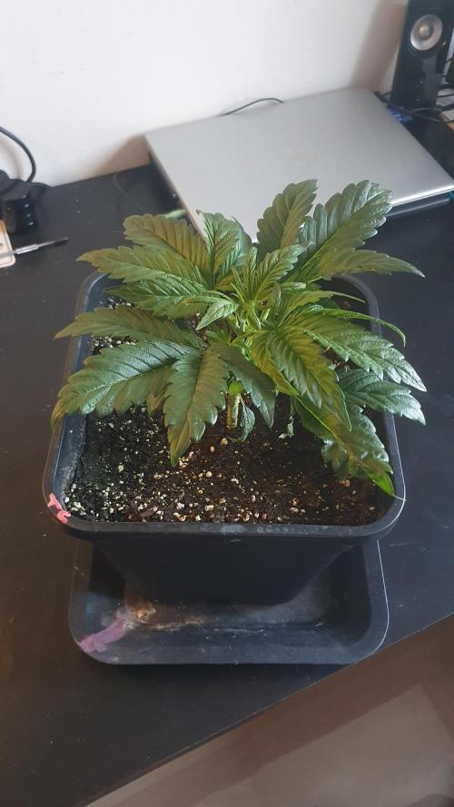 Tropicana Cookies Auto Zamnesia. Week 3