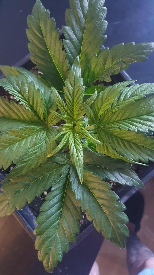 Tropicana Cookies Auto Zamnesia. Week 3