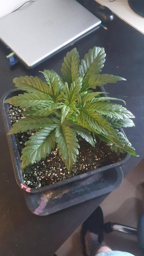 Tropicana Cookies Auto Zamnesia. Week 3