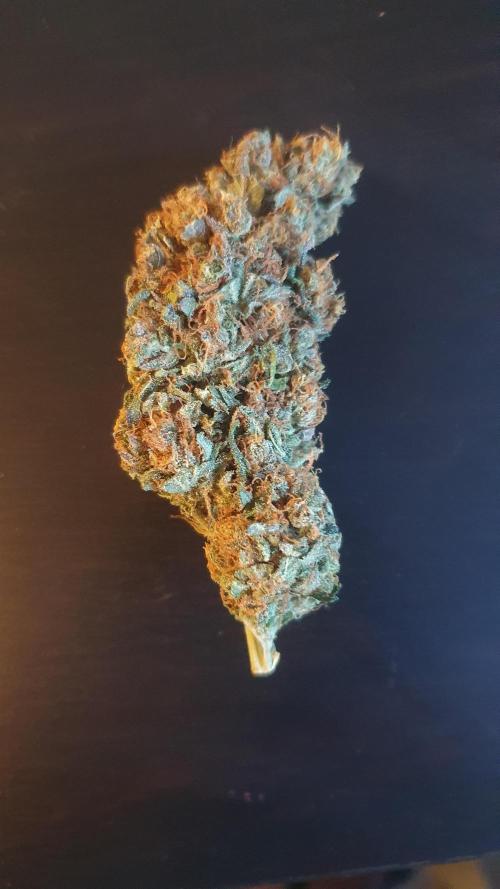 Biscotti Zamnesia. Week 14