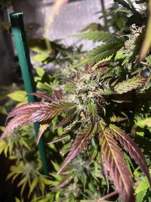 Monster Maker Sweet Seeds. Week 15