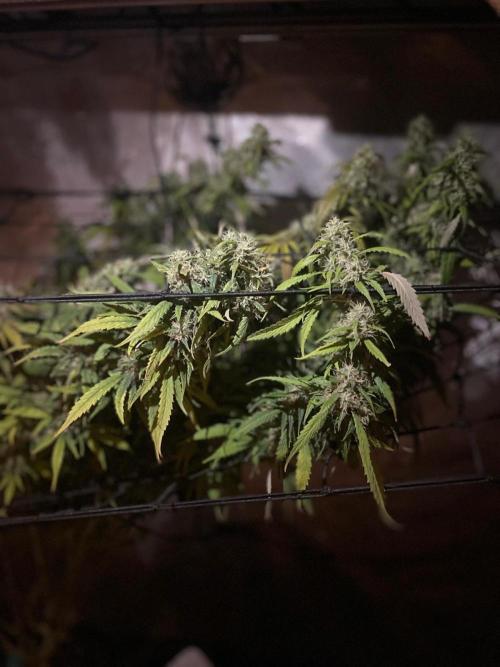 Monster Maker Sweet Seeds. Week 15